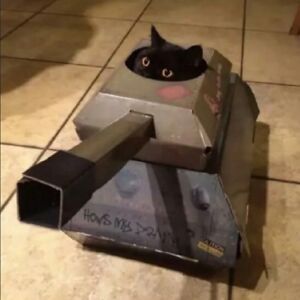 Funny Looking Cats, Cat Tanks, Silly Cats Pictures, 웃긴 사진, Funny Cat Memes, Cute Animal Pictures, Silly Cats, Funny Animal Pictures, 귀여운 동물