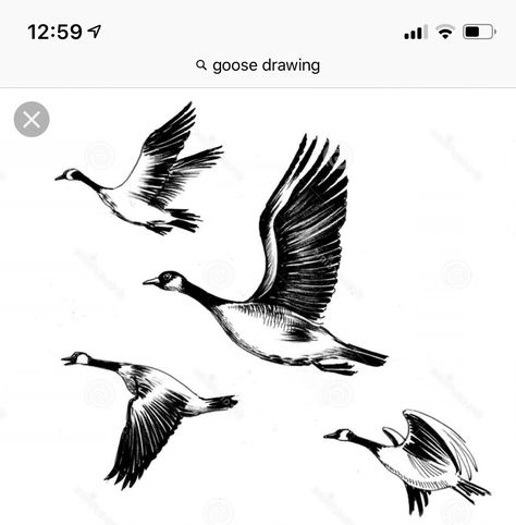 Canadian Geese Tattoo, Canada Goose Drawing, Canadian Goose Tattoo, Geese Illustration, Goose Flying, Flying Drawing, Goose Drawing, Goose Tattoo, Fly Drawing