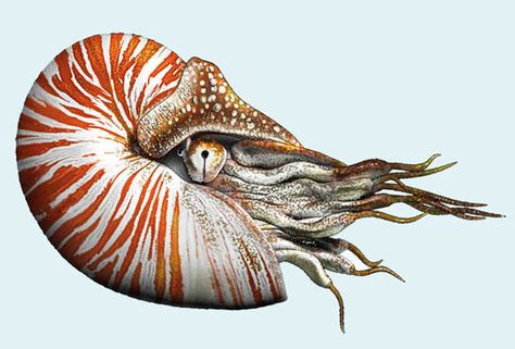 Nautilus Tattoo, Chambered Nautilus, Creature Marine, The Nautilus, Bawah Air, Octopus Tattoo, Sea Snail, Beautiful Sea Creatures, Tattoo Arm