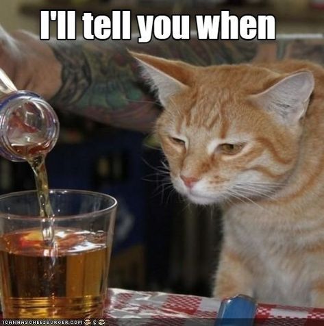 it's been a long day Drunk Cat, Cat Quotes Funny, Cat Drinking, Cat Icon, Silly Animals, Cat Aesthetic, Funny Cute Cats, Animal Faces, Funny Cat Videos