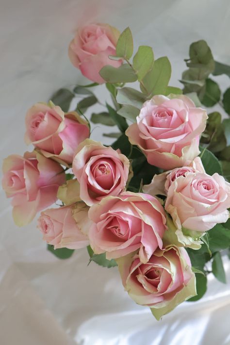 Roses, often considered the queen of flowers, symbolize love, grace, and beauty. The soft pink hues of this bouquet evoke feelings of admiration, gentleness, and affection. 🥰

Whether for a celebration, a thank-you gesture, or simply to brighten someone's day, these roses bring a sense of serenity and warmth, embodying both beauty and meaning. 🌹✨

#RoseBouquet #PinkRoses #SymbolOfLove #FloralBeauty #GraceAndElegance #rose Light Pink Rose Bouquet, Flower Arrangement Workshop, Pink Garden Rose Bouquet, Pale Pink Rose Bouquet, Roses Bouquet Gift 1-800-flowers, Pale Pink Roses Aesthetic, Pale Pink Roses, Pink Rose Bouquet, Love Symbols