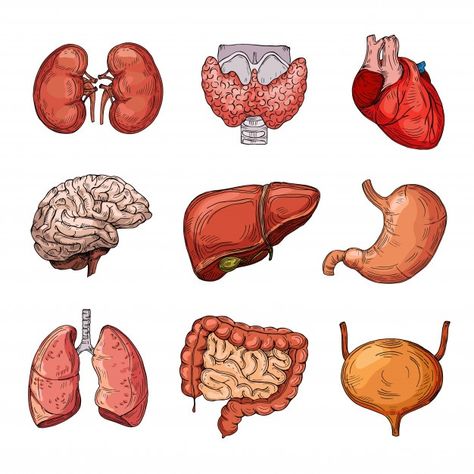 Organs Stickers, Human Internal Organs, Cartoon Brain, مشروعات العلوم, Medical Stickers, Human Body Organs, Human Organs, Human Organ, Science Stickers