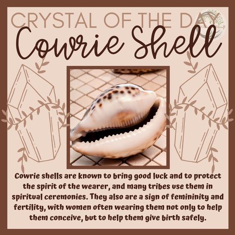 Seashell Meaning Witchcraft, Sea Shell Meaning, Cowrie Reading, Cowrie Shell Meaning, Shell Witchcraft, Seashell Meaning, Seashell Magick, Seashells Witchcraft, Water Spirituality