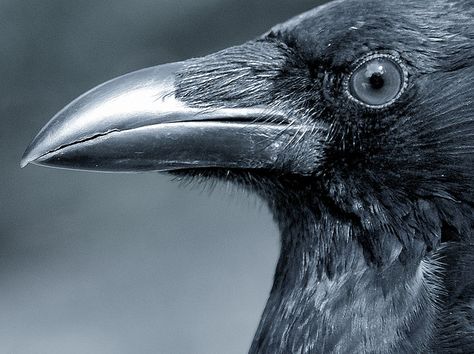 Raven face close-up Crow Profile, Crow Eye, Crow Portrait, Broom Cupboard, Crow Images, Quoth The Raven, Edgar Allen, Raven Bird, Allen Ginsberg