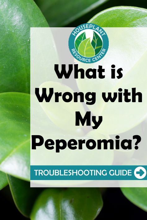 Propagate Peperomia, Peperomia Hope Care, Peperomia Obtusifolia, Peperomia Obtusifolia Care, Pepperface Peperomia, Types Of Houseplants, Peperomia Plant, Fiddle Leaf Fig Tree, Plant Problems