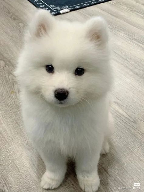 Cute Aesthetic Dogs, Cute Puppies Pics, Blonde Husky, Cute Pets Aesthetic, Small Fluffy Dogs, Puppy Beauty, White Fluffy Puppies, Cute Animal Pics, Cut Dogs