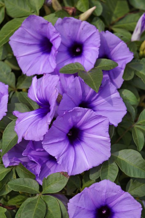 Morning Glorycountryliving Purple Wedding Flower, Purple Morning Glory, Wedding Flower Types, Lilac Varieties, Purple Flowering Tree, Pretty Purple Flowers, Lavender And Lilac, Morning Glory Vine, Flower Types