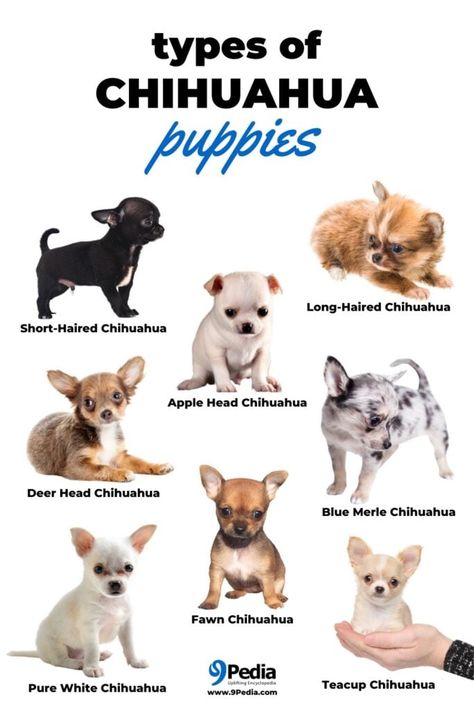 Chichuachua Puppies, Chichuachua Chihuahua Dogs, Chiuahaha Cute, Cute Chihuahua Puppies, Chiwawa Puppies, Long Haired Chihuahua Puppies, Types Of Chihuahua, Types Of Puppies, Newborn Chihuahua Puppies