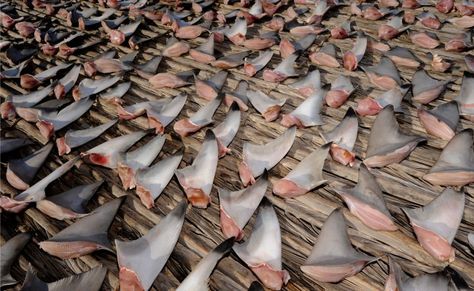 Shark Finning, Save The Sharks, Hot Desert, Protect Our Planet, Arabian Sea, Shark Fin, Ocean Conservation, Wake Up Call, Kill People