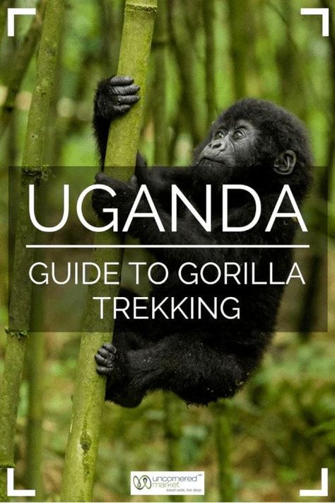 Africa Destinations, Travel In Africa, Uganda Travel, Safari Trip, Gorilla Gorilla, Gorilla Trekking, Wildlife Travel, Mountain Gorilla, Travel Activities