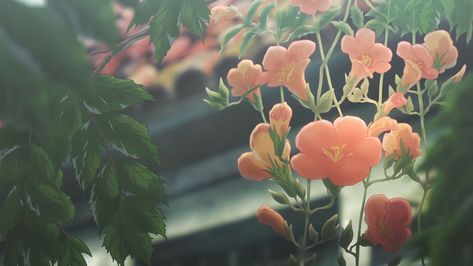 Chill lo fi wallpaper Lo-fi Aesthetic, Gif Background, Anime Flower, Flowers Gif, Banner Gif, Anime Gifs, Spring Wallpaper, Plant Aesthetic, Aesthetic Gif