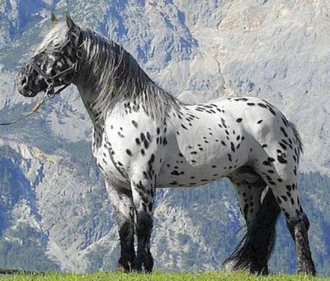 Appaloosa Noriker draft stallion, Justus Elmar XIV. The leopard complex Norikers, called tiger, usually exhibit the most Baroque influence. Noriker Horse, Leopard Appaloosa, Draft Horse, Big Horses, Appaloosa Horses, Work Horses, Majestic Horse, All The Pretty Horses, Horse Crazy