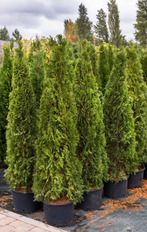 Arborvitae trees in pots at the nursery Shrubs For Shaded Areas, Evergreen Shrubs For Privacy, Shrubs For Shade, Small Evergreen Shrubs, Green Giant Arborvitae, Shrubs For Landscaping, Landscaping Shrubs, Emerald Green Arborvitae, Shrubs For Privacy