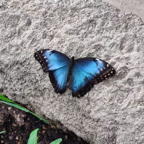 #farfalle #butterflies #butterflies🦋 #butterfliesofinstagram Butterflies, Real Butterfly Aesthetic, Butterfly Real, Butterflies Aesthetic, Real Butterflies, Butterfly Aesthetic, Real Butterfly, May 5, Blue Butterfly