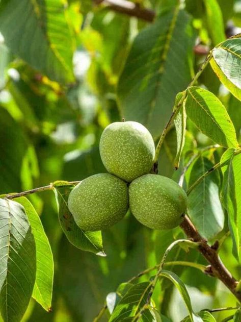 Pistachio Tree, Hazelnut Tree, Design Garden Ideas, Tattoo Plant, Walnut Tree, Plant Tattoo, Nut Recipes, Design Garden, Natural Garden