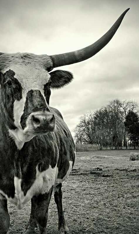 Long Horn, Dream Home, Horn, The House, Cow, Black And White, White, Black