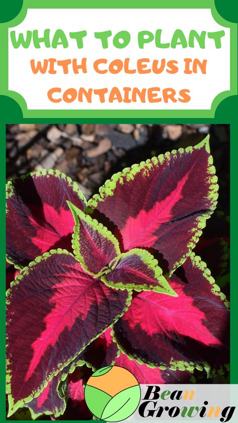 Coleus Fall Planter, Potted Coleus Ideas, Coleus In Pots Front Porches, Petunias In Pots Ideas, Coleus Hanging Basket, Planters With Coleus, Salvia Plant In Pots, Begonia Container Ideas, Dragon Wing Begonia Container Gardening