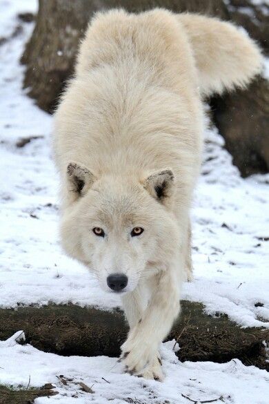 'Arctic Wollf Approach' by Photographer, Josef Gelernter Lone Wolf, Söpö Kissa, Arctic Wolf, Wolf Photos, Wolf Love, Wolf Pictures, Wolf Spirit, Beautiful Wolves, White Wolf