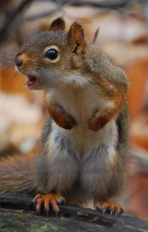 Funny Squirrel Pictures, Squirrel Pictures, Squirrel Funny, Cute Squirrel, A Squirrel, Cute Animal Pictures, Sweet Animals, Funny Animal Pictures, Squirrels