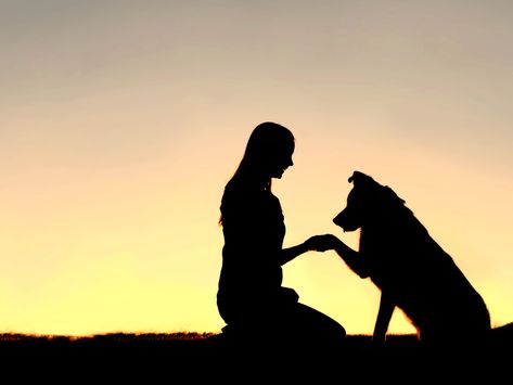 Dog reunited with owner after 8 month, 282-km journey Dog With Owner, Dog Owner Photography, Retirement Hobbies, With Dog, Dog Family Pictures, Dog Shaking, Dog And Owner, Photos With Dog, Dog Photoshoot