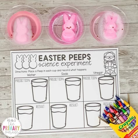 March Science Preschool, 4th Grade Easter Party Ideas, Easter Egg Science Experiment, Easter Peeps Science Experiment, Easter Themed Science Experiments, Dissolving Peeps Experiment, Peeps Experiment For Kids, Easter Stem Activities For Kindergarten, Peep Experiment For Kids