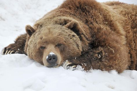 Sleeping grizzly bear. In winter day , #SPONSORED, #grizzly, #Sleeping, #bear, #day, #winter #ad Grizzly Bears, Grizzly Bear Cub, Kodiak Bear, Wildlife Day, Bear Photos, Outdoors Tattoo, Bear Pictures, Lovely Animals, Surprising Facts