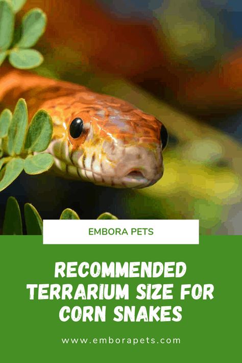 Corn Snake Terrarium Ideas, Corn Snake Terrarium, Snake Care, Unique Pets, Corn Snakes, Snake Terrarium, Types Of Snake, Terrarium Ideas, Corn Snake