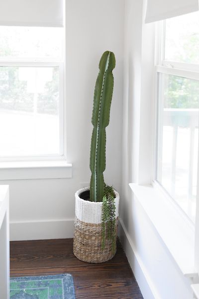 Cactus | Camille Styles Studio / Office Space, photo by Jessica Pages Indoor Cactus Plants, Big Indoor Plants, How To Grow Cactus, Tall Cactus, Indoor Cactus, Cactus Pot, Apartment Patio, Cactus Decor, Patio Plants