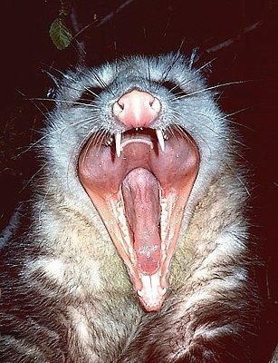 Playing Dead Punk Possum, Baby Possum, Punk Fashion Diy, Creepy Images, Fashion Diy, Face Off, Sweet Animals, Exotic Pets, Pest Control