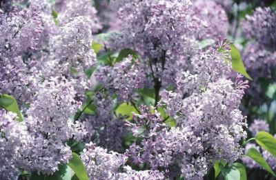 The Best Shrubs to Plant for Privacy - Shrub Hibiscus and Viburnum interesting choices Japanese Lilac Tree, Spring Pruning, Japanese Lilac, Lilac Plant, Shrubs For Privacy, Lilac Bush, Landscaping Trees, Privacy Plants, Lilac Bushes