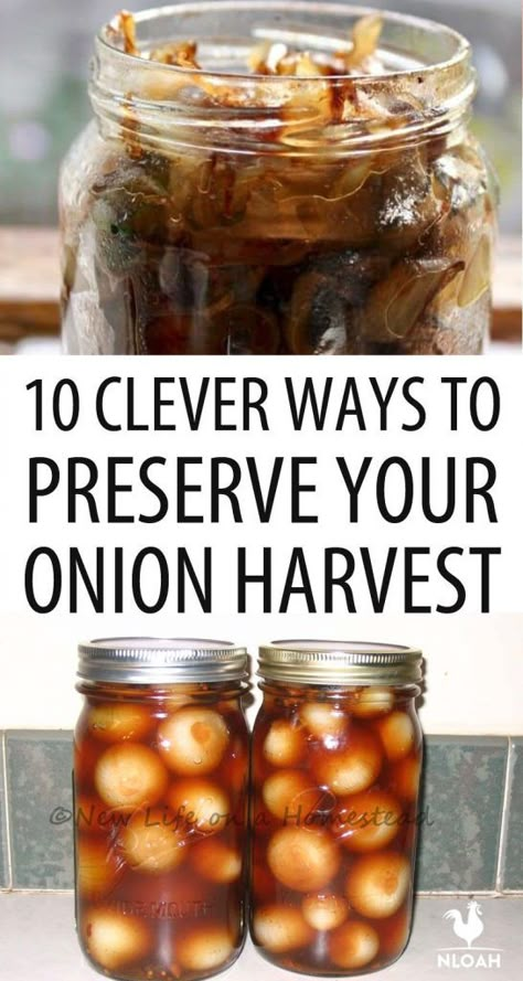 Preserving Onions, Preserve Onions, Dehydrator Recipes Fruit, Onion Benefits Health, Types Of Onions, Pressure Canning Recipes, Low Acid Recipes, Canned Foods, Home Canning Recipes