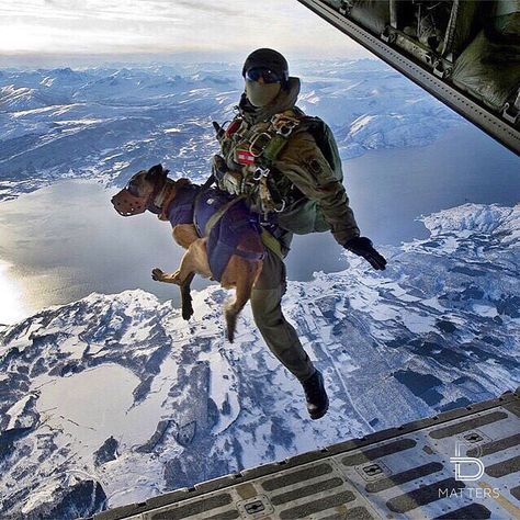 Military dog jumps off plane ✈️ Would you jump ? (by ©Sgt. Manuel J. Martinez, U.S. Air Force) Military Service Dogs, Military Working Dogs, Military Special Forces, Military Dogs, Military Soldiers, Special Ops, Police Dogs, Belgian Malinois, Military Heroes