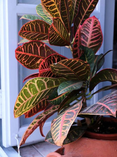 Croton Large Houseplant | Huge Houseplants That Make a Statement Plants With Colorful Leaves, Croton Plant Care, Croton Plant, Tall Indoor Plants, Indoor Plants Low Light, Small Indoor Plants, Yucca Plant, Sun Loving Plants, Inside Plants