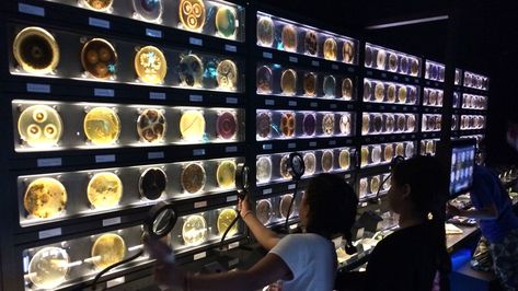 Ed Yong explores Micropia, a museum in Amsterdam that honors microorganisms and their contribution to the human microbiome. Small Museum, Museum Exhibition Design, Interactive Museum, Nature Museum, Museum Displays, Wakayama, Exhibition Display, Science Museum, Exhibition Space