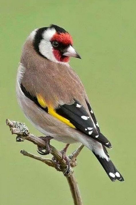 Goldfinch, Finches Bird, Matka Natura, Australian Birds, Bird Artwork, Nature Birds, Backyard Birds, Bird Pictures, Exotic Birds