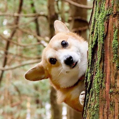 Funny-Expressive-Dog-Corgi-Genthecorgi Welsh Corgi Pembroke, Herding Dogs Breeds, Corgi Breeds, Dog Tree, Corgi Mix, Climb Trees, Corgi Butts, Herding Dogs, Corgi Puppy