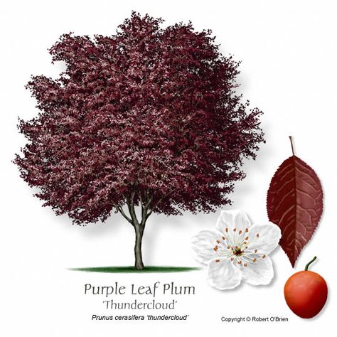 We have a Purple Leaf Plum tree in the middle of our front yard, & they are lovely year-round. The little plums they bear are yummy too, & the birds love to eat them. Purple Plum Tree, Purple Leaf Plum Tree, Flowering Plum Tree, Plum Trees, Purple Foliage, Landscaping Trees, Specimen Trees, Plum Tree, Purple Trees