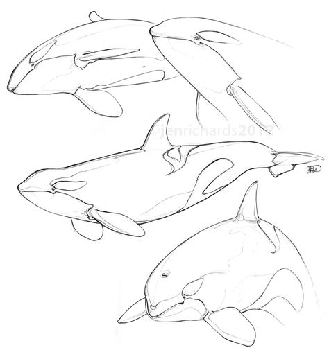 Orca sketches. http://www.jenrichardsart.com Whale Drawing Reference, Orca Drawing Pencil, Orca Whale Drawing, Orca Drawing, Sketches Cartoon, Orca Art, Orca Tattoo, Whale Drawing, Hamsa Tattoo