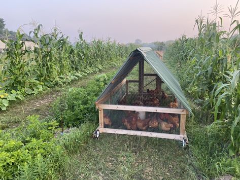 5 Acre Homestead, Three Sisters Garden, Mobile Chicken Coop, Chicken Shed, Acre Homestead, Chicken Tractors, Chicken Tractor, Pet Ducks, Chicken Coop Designs