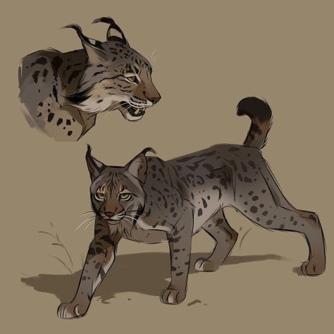 Sketch Pages, Iberian Lynx, Cats Art Drawing, Cat Anatomy, Warrior Cat Drawings, Some Sketches, Big Cats Art, Warrior Cats Art, Creature Drawings