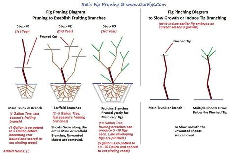 Pruning fig tree in pot - Ourfigs.com Pruning Fig Tree, Violette De Bordeaux Fig Tree, Potted Fig Tree, Fig Tree In Pot, Fig Fruit Tree, Propagation Plants, Xeriscape Ideas, Growing Fig Trees, Plant Kindness