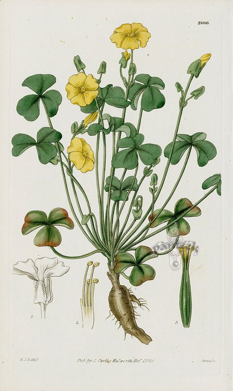 Oxalis carnosa Fleshy Wood Sorrel from William Curtis Best Prints Grass Tattoo, Yellow Flowers Painting, Grass Drawing, Botanical Printables, Wood Sorrel, Plant Book, Folk Art Flowers, Clover Flower, Botanical Illustrations