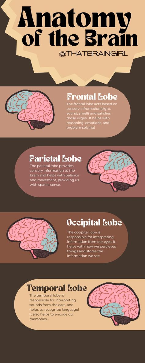 anatomy of the brain basic teacher use poster Parietal Lobe, Anatomy Of The Brain, Illustrations Aesthetic, Brain Anatomy And Function, Aesthetic Classroom, Teacher Poster, Brain Poster, Learning Psychology, Learn Biology