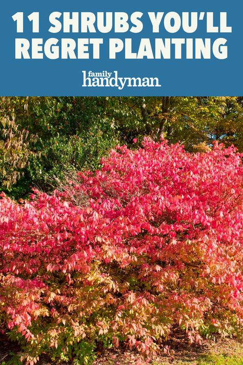 Sand Cherry Shrub Landscaping, Shrub Beds Design, Bush Garden Design Layout, Hardy Shrubs For Landscaping, Shrub And Flower Bed Ideas, Landscaping With Barberry Bushes, Smokebush Shrub Landscape, Types Of Bushes For Landscaping, Perennial Bushes And Shrubs