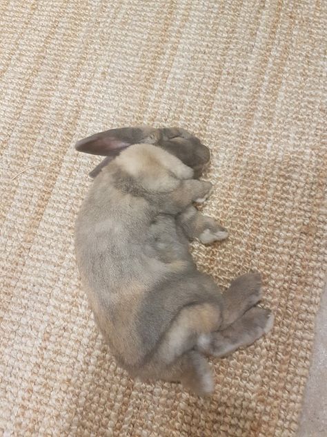 Bunny Pose Reference, Holding Bunny Reference, Bunny Lying Down, Bunny Laying Down, Dead Rabbit, Drawing Dead, Dead Bunny, Rabbit Skeleton, Rabbit Pose