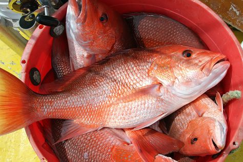 Snapper Fish, Tasty Meat, Red Snapper, Angler Fish, Healthy Fish, Destin Florida, Catching Fish, Beautiful Fish, Fresh Fish