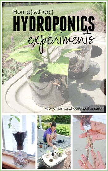 simple home hydroponics experiements using plastic bins, plastic bottles, and yarn to feed plants Gardening With Kids, Nature, Preschool Corner, Plant Experiments, Hydroponics Gardening, Home Hydroponics, How Plants Grow, Backyard Aquaponics, Gardening Equipment