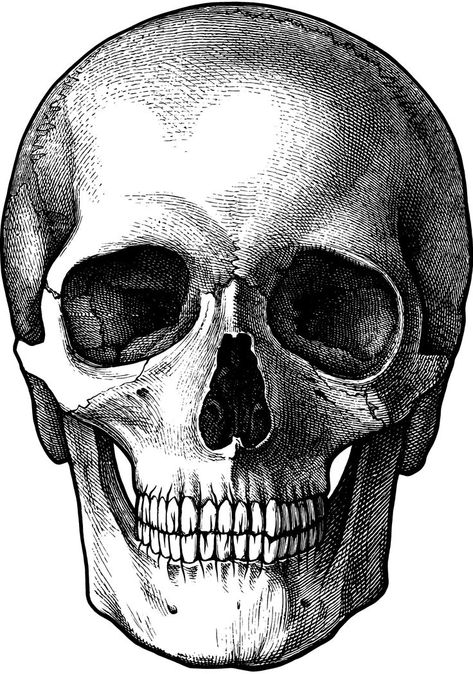 Artist Corner, Skull Drawings, Skull Anatomy, Skull Reference, Skull Rug, Skull Sketch, Skull Art Drawing, Perfect Tattoo, 얼굴 드로잉