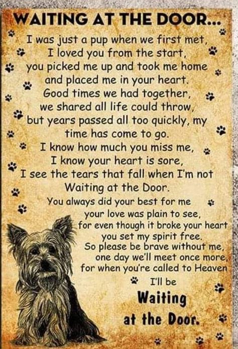 Pet Poems, Pet Quotes, Dog Poems, Dog Quotes Love, Dog Sympathy, Dog Heaven, Pet Remembrance, Yorkie Dogs, At The Door