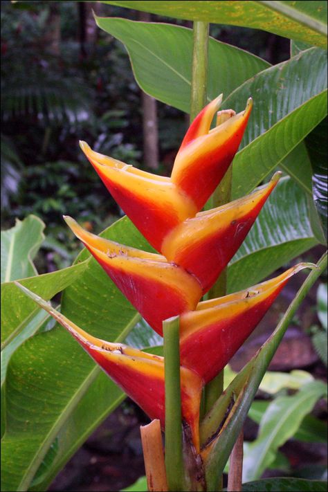 Puerto Rican Plants | Flowers of El Yunque Rainforest, Puerto Rico | Steve's Genealogy Blog Flowers Of Puerto Rico, Costa Rican Flowers, Puerto Rican Flower, Pr Tattoo, Yunque Rainforest Puerto Rico, Rainforest Dress, Rainforest Mural, El Yunque Rainforest, El Yunque National Forest